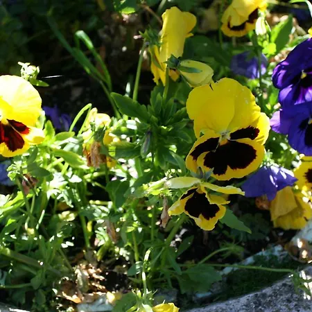 דירה Beautiful In With Garden Albinen